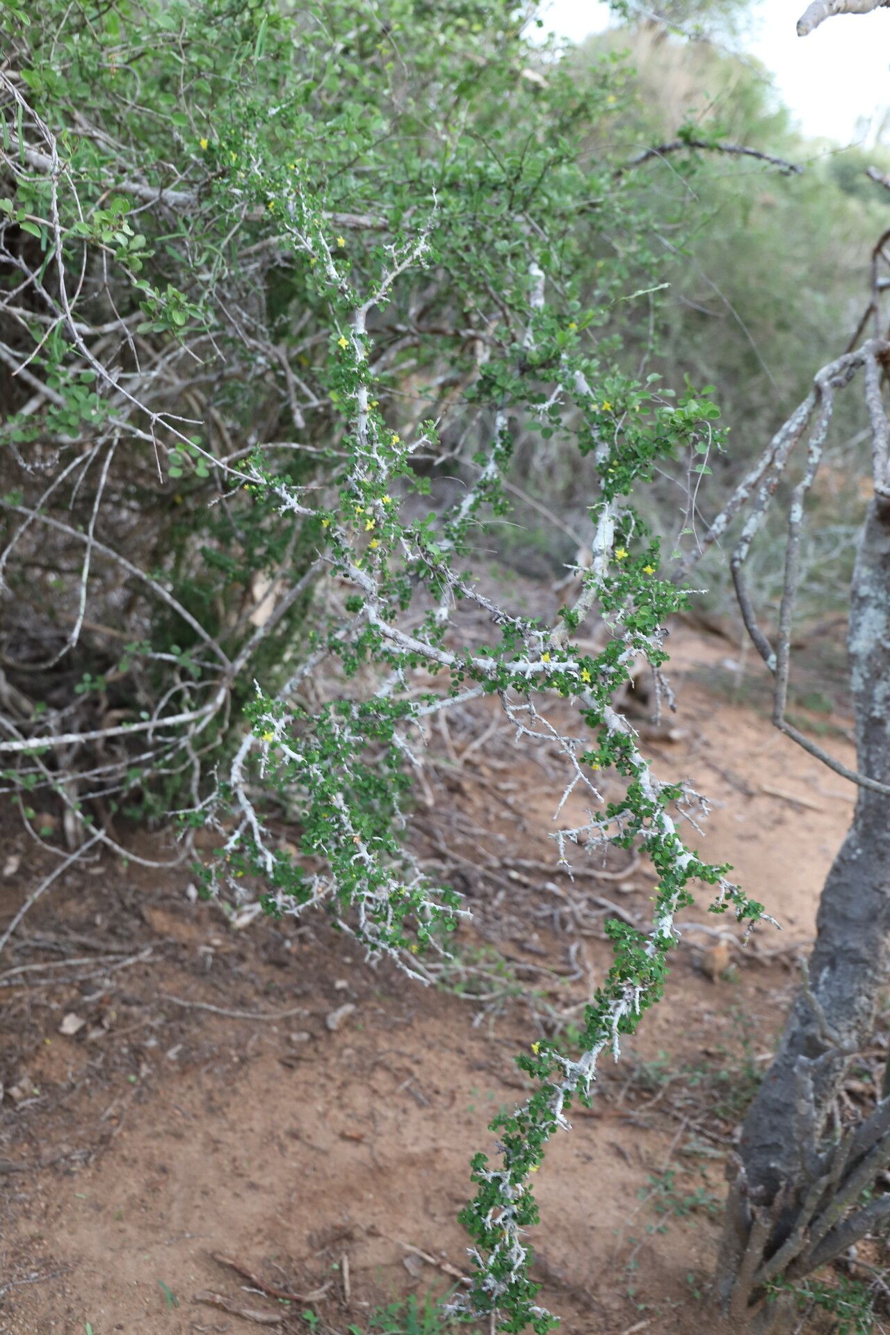 Grewia calvata — houseplant care guide