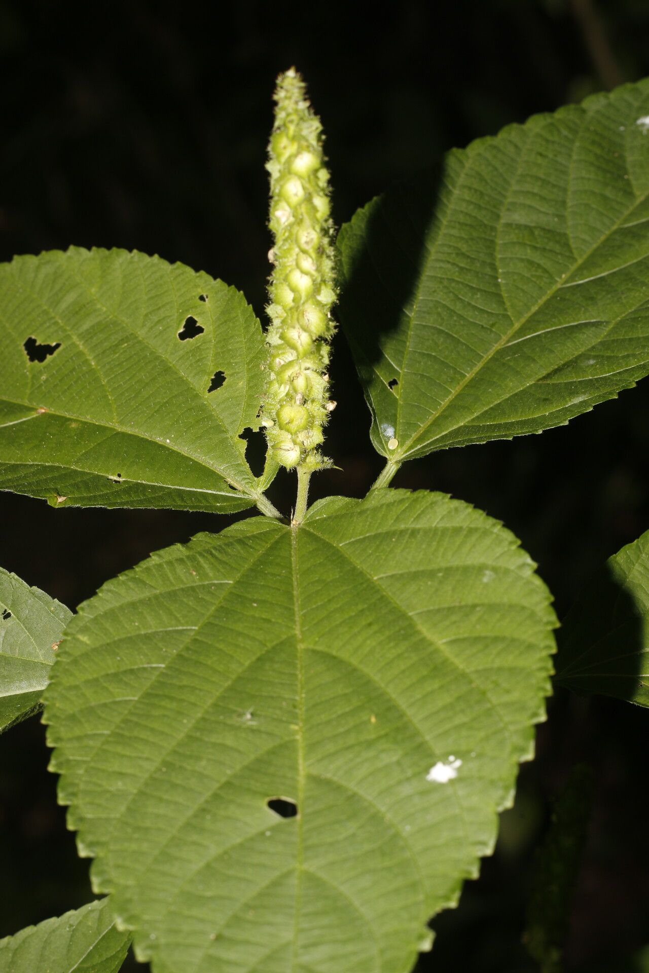 Acalypha schiedeana fruit