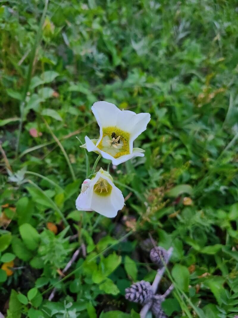 Calochortus gunnisonii flower