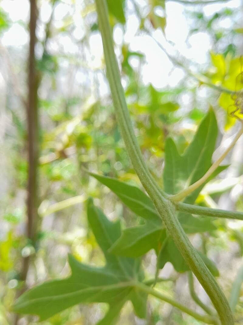 Bryonia monoica bark