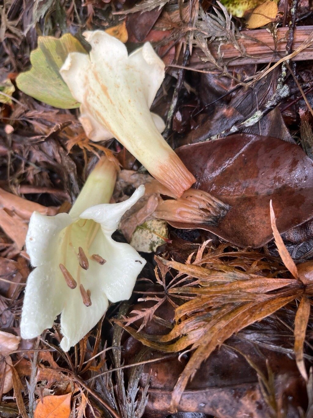 Tecomanthe speciosa flower