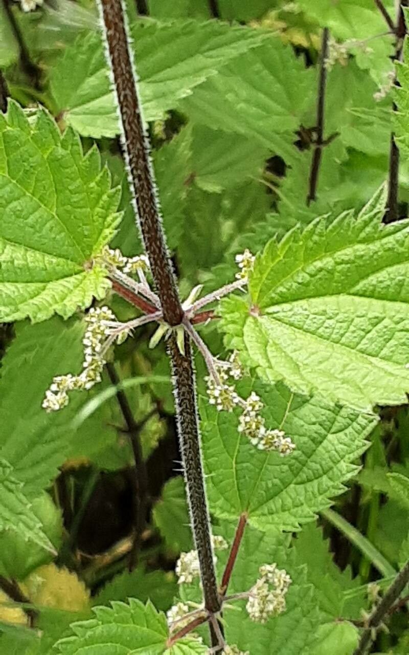 Urtica incisa bark