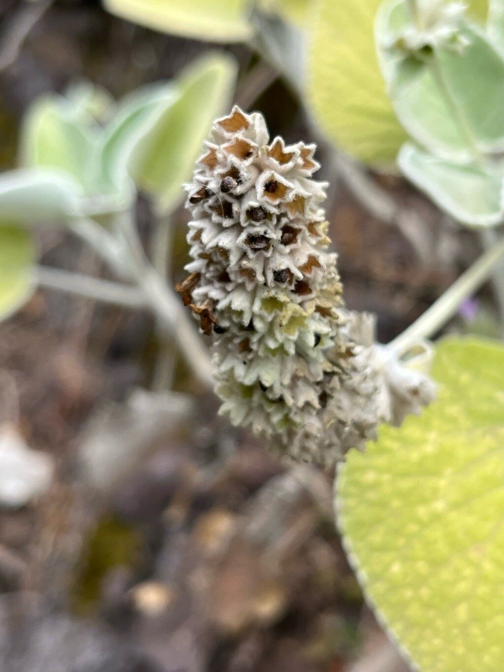 Sideritis cretica fruit