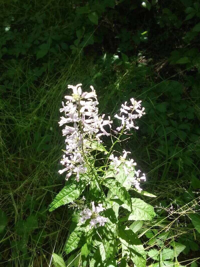 Iodanthus pinnatifidus flower