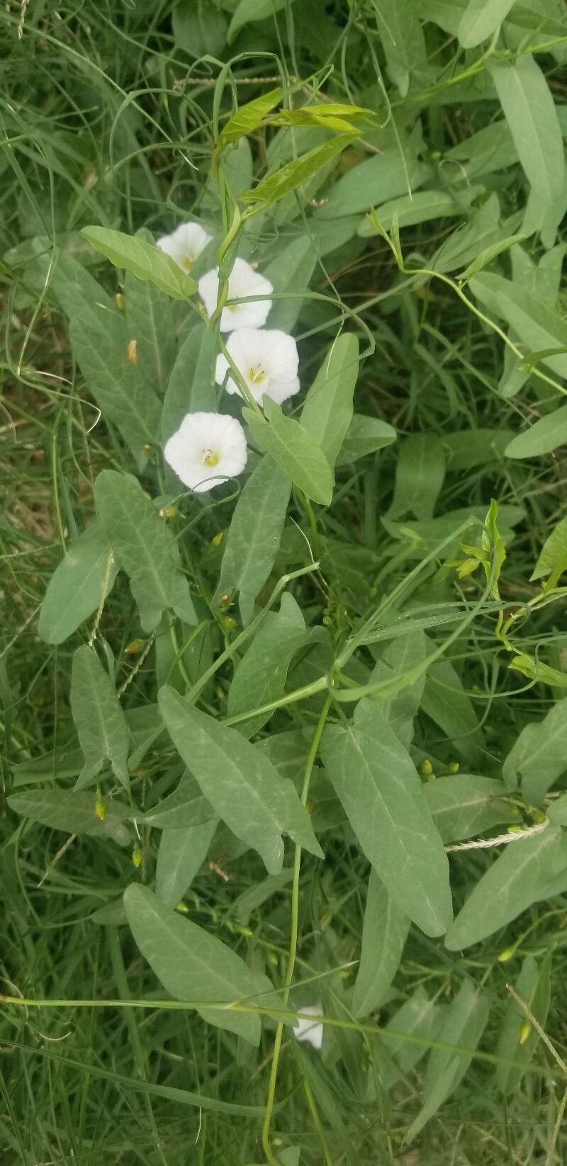 Convolvulus bonariensis leaf