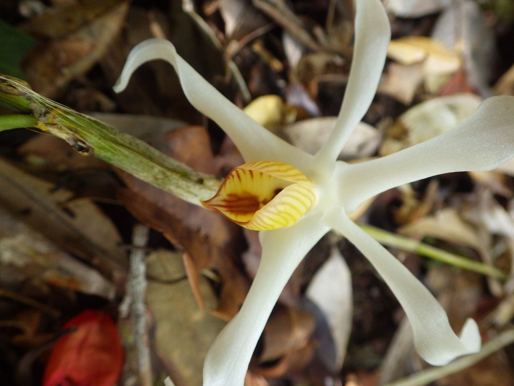 Dendrobium lacteum flower