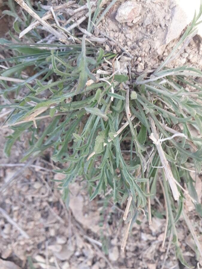 Centaurea virgata — houseplant care guide