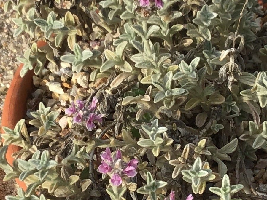 Sideritis stachydioides habit