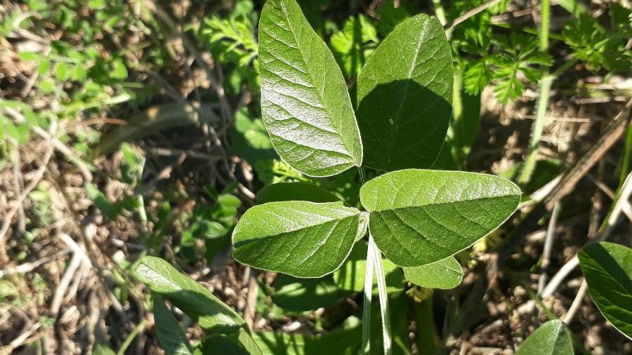 Bituminaria bituminosa leaf