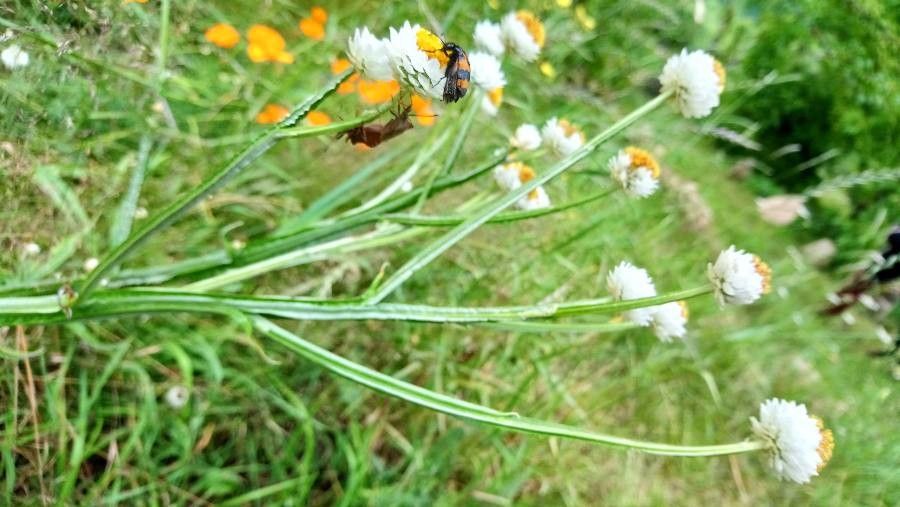 Ammobium alatum habit
