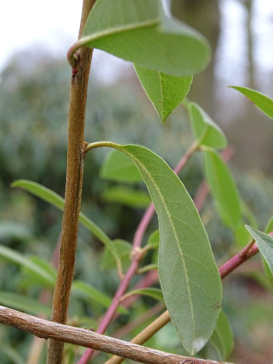 Rhododendron tatsienense leaf