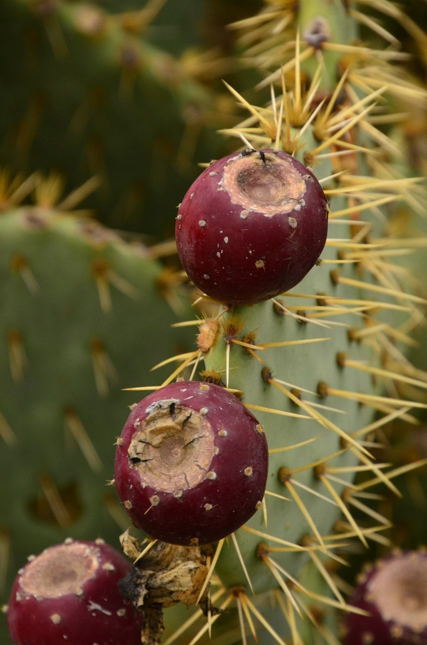 Opuntia maxima fruit