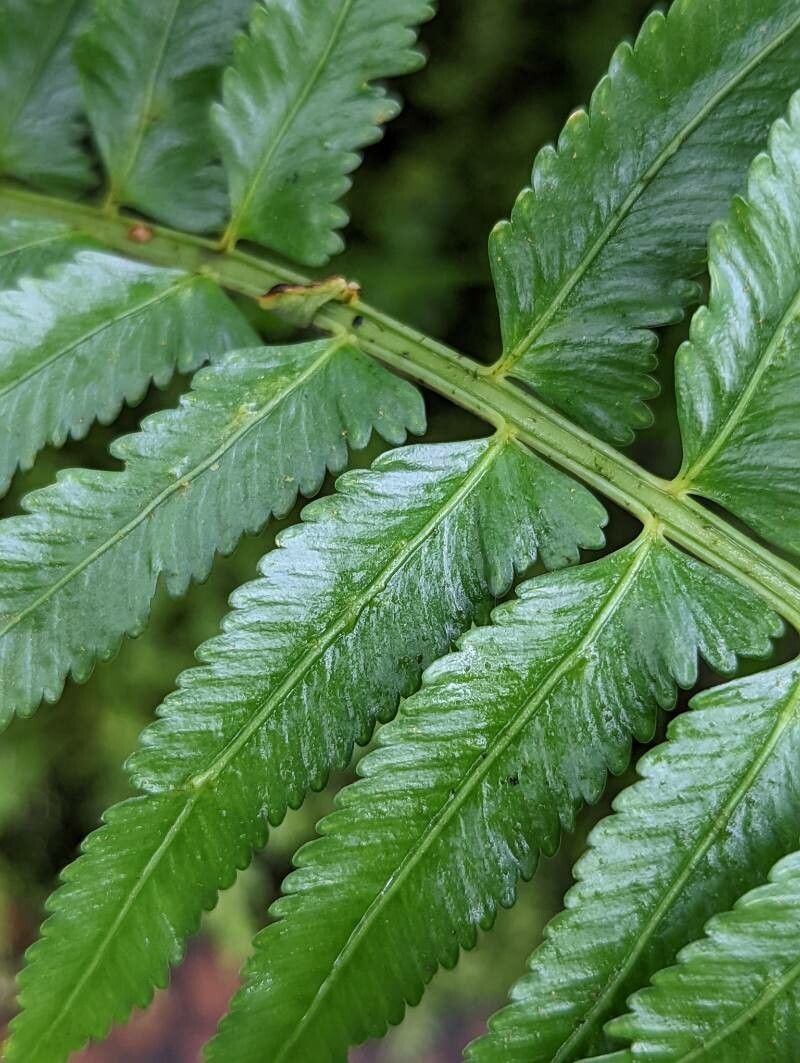 Asplenium harpeodes — houseplant care guide