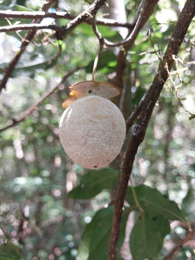 Diospyros pruinosa fruit