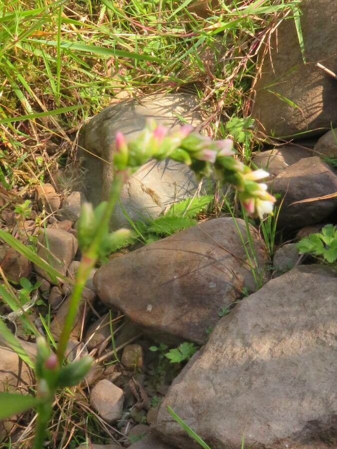 Persicaria minor flower