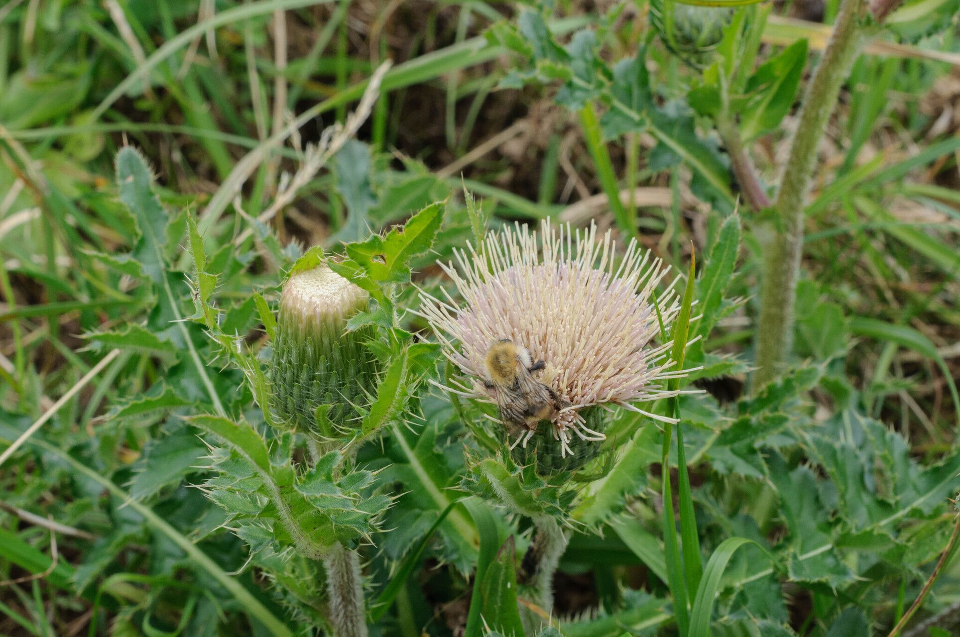 Cirsium × rigens flower