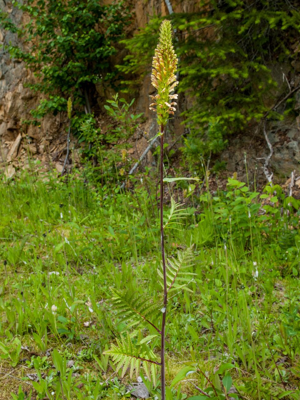 Pedicularis bracteosa habit