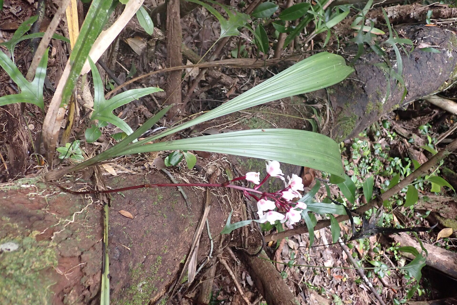 Eulophia elisabethae habit