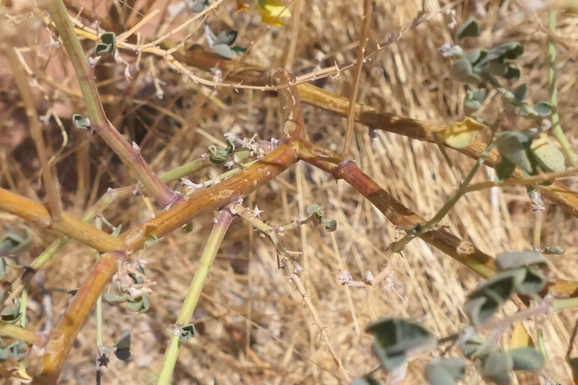 Crotalaria sphaerocarpa bark