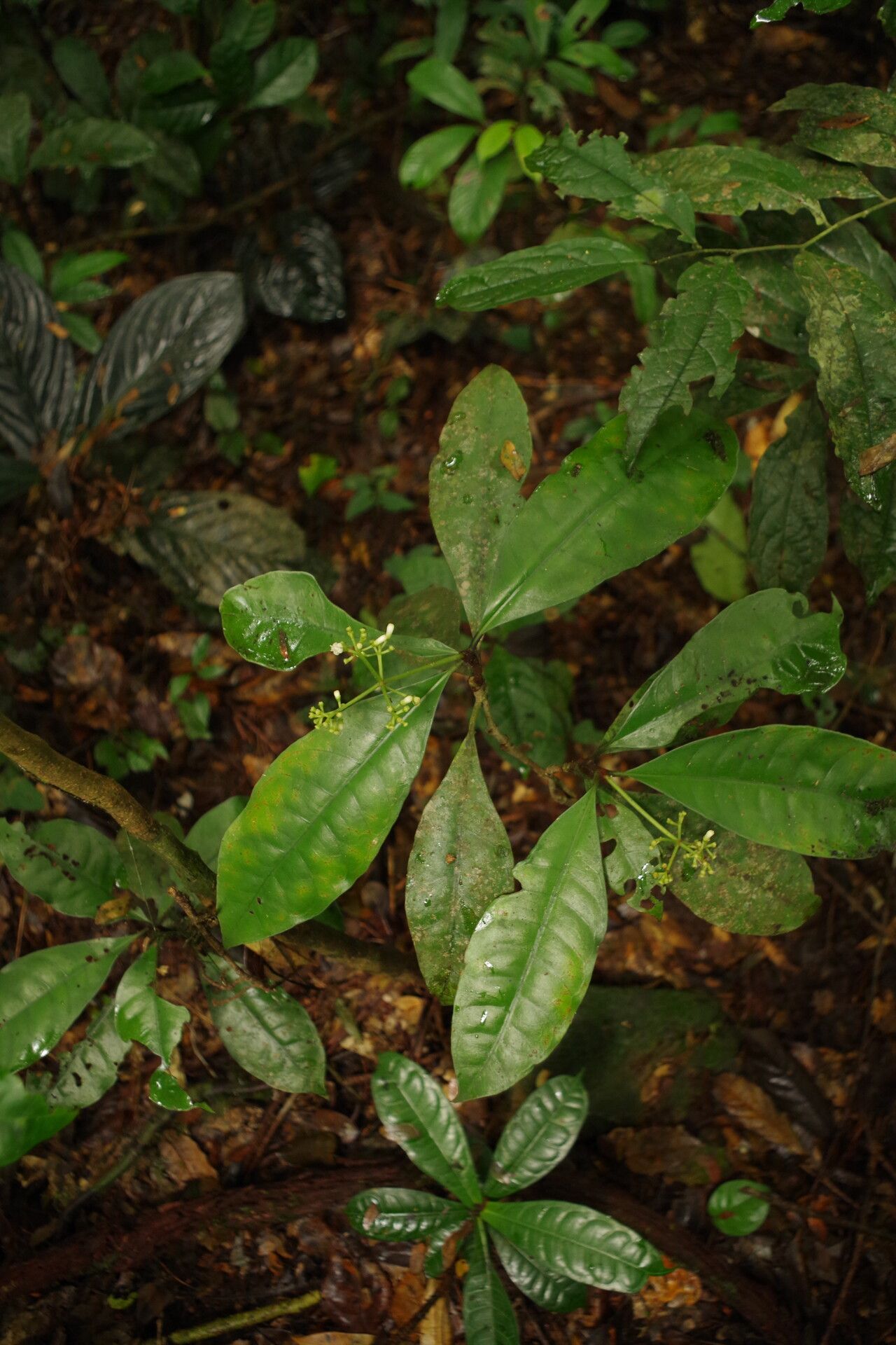 Psychotria cussetii — houseplant care guide