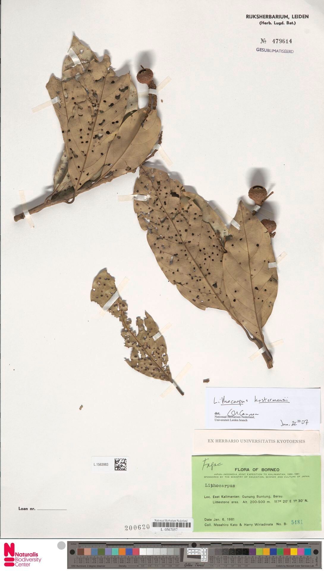 Lithocarpus kostermansii — houseplant care guide