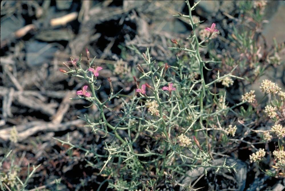 Pleiacanthus spinosus habit