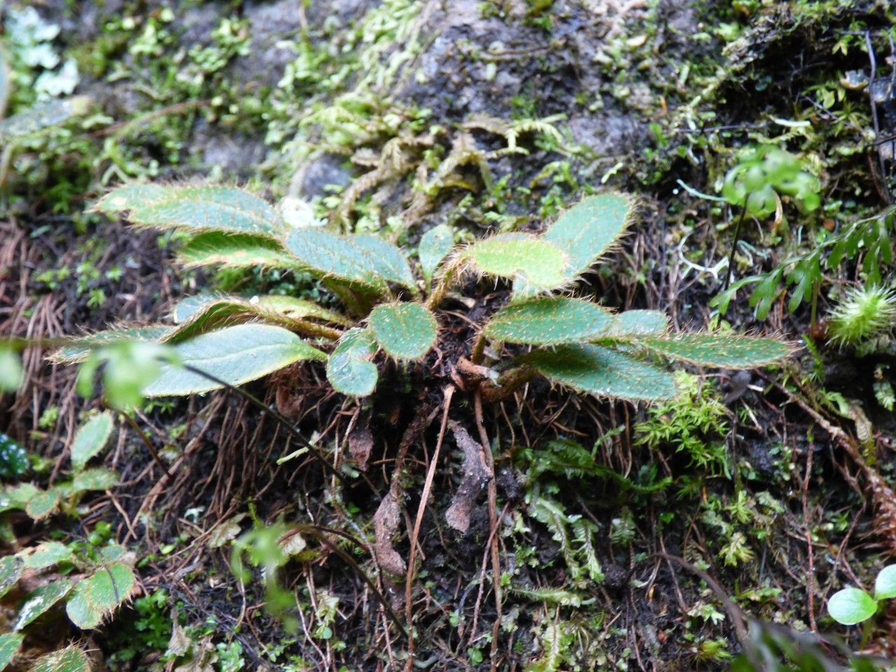 Elaphoglossum spatulatum habit