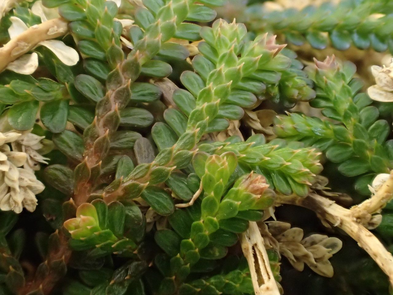 Selaginella viridula other