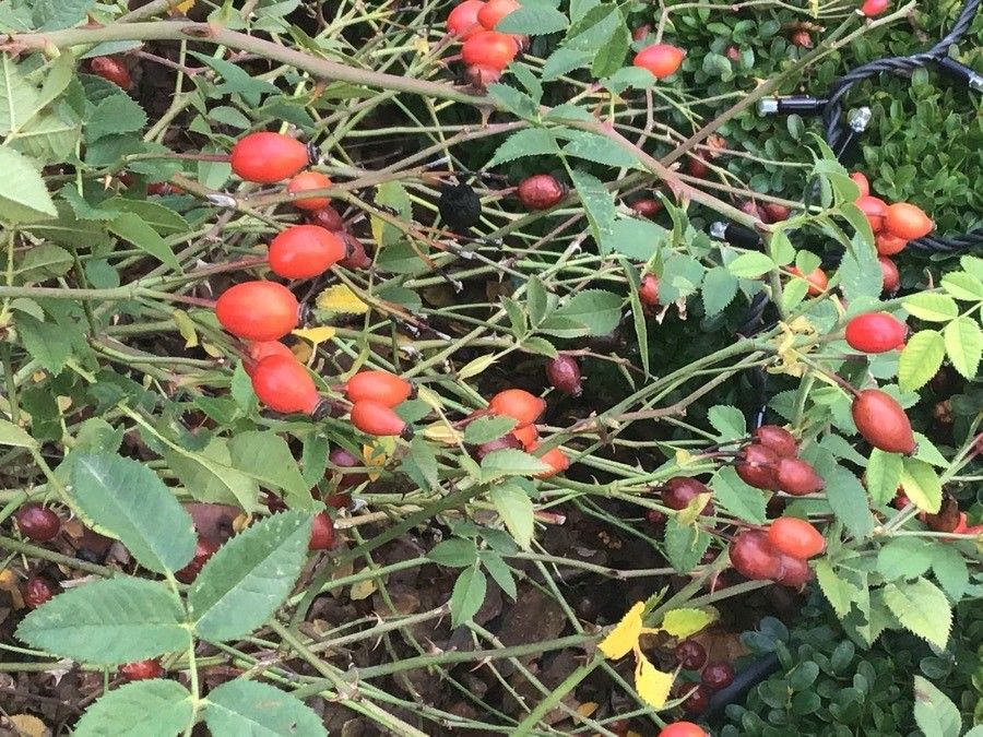 Rosa obtusifolia — search result for 'Rosa'