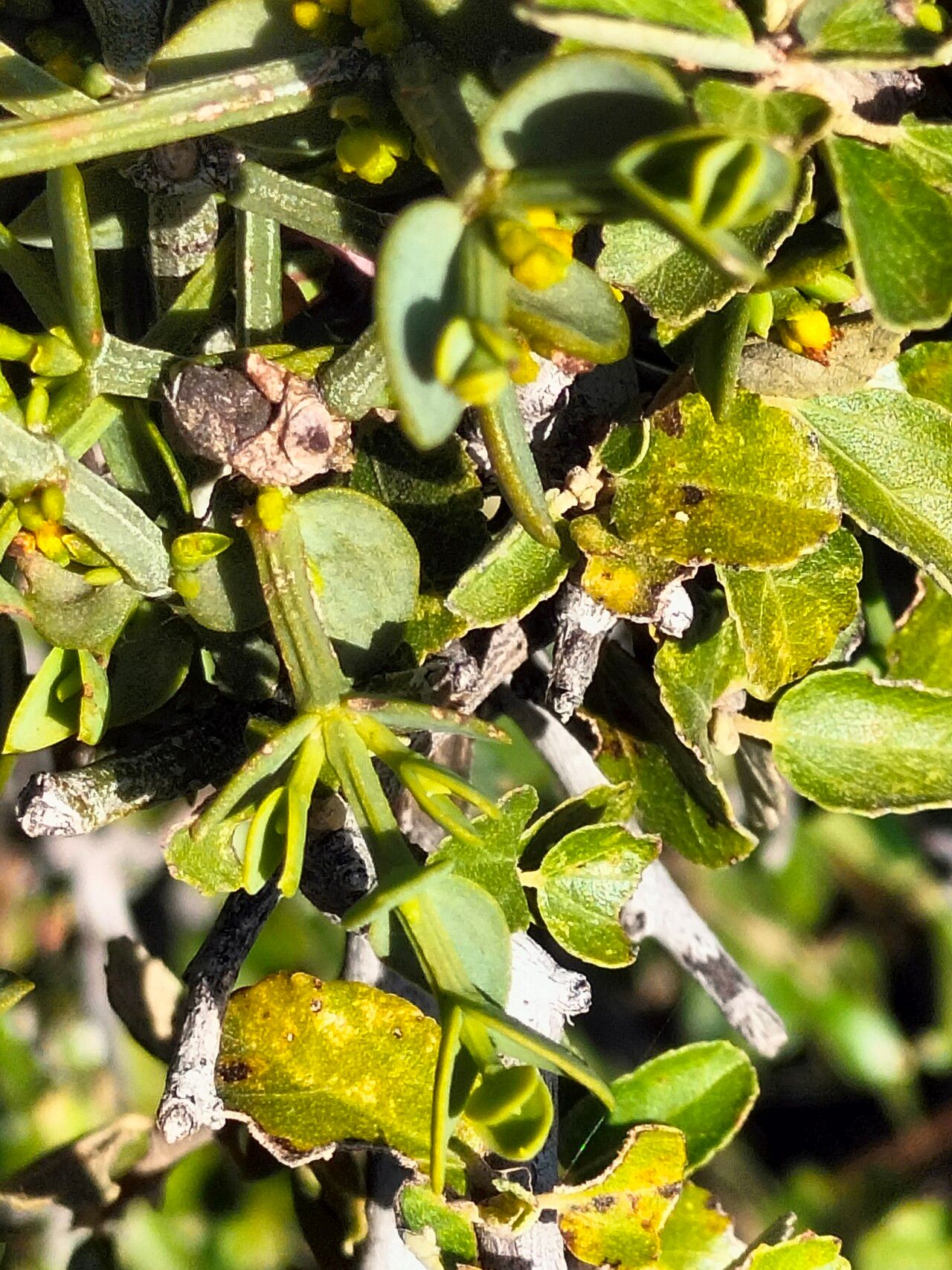 Viscum rotundifolium — houseplant care guide