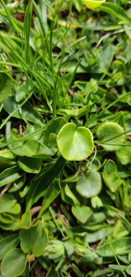 Soldanella alpina leaf