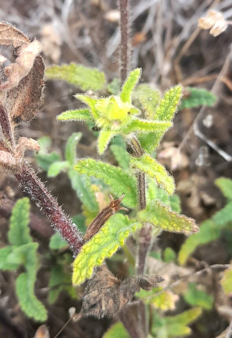 Stachys grandidentata — search result for 'Stachys'