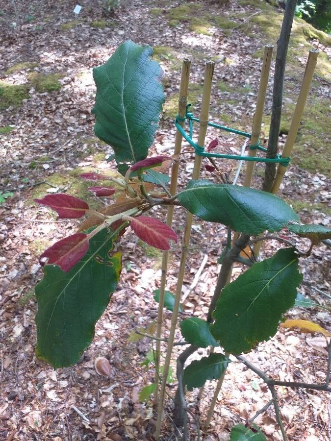 Quercus crassifolia — houseplant care guide