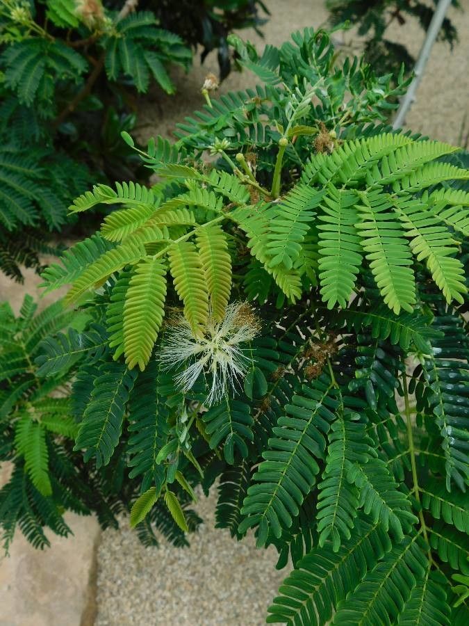 Albizia vaughanii — search result for 'Albizia'