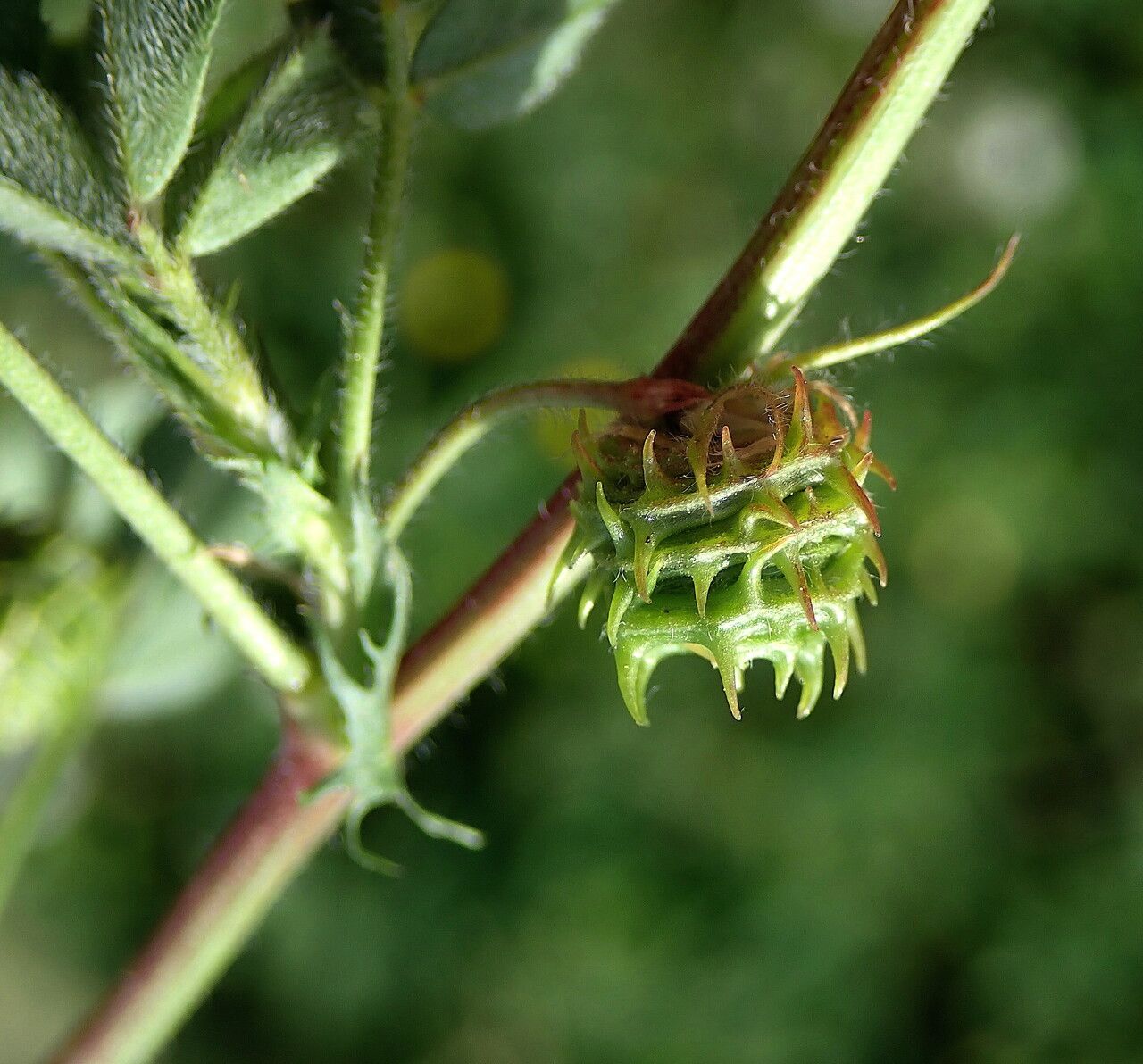 Medicago truncatula fruit