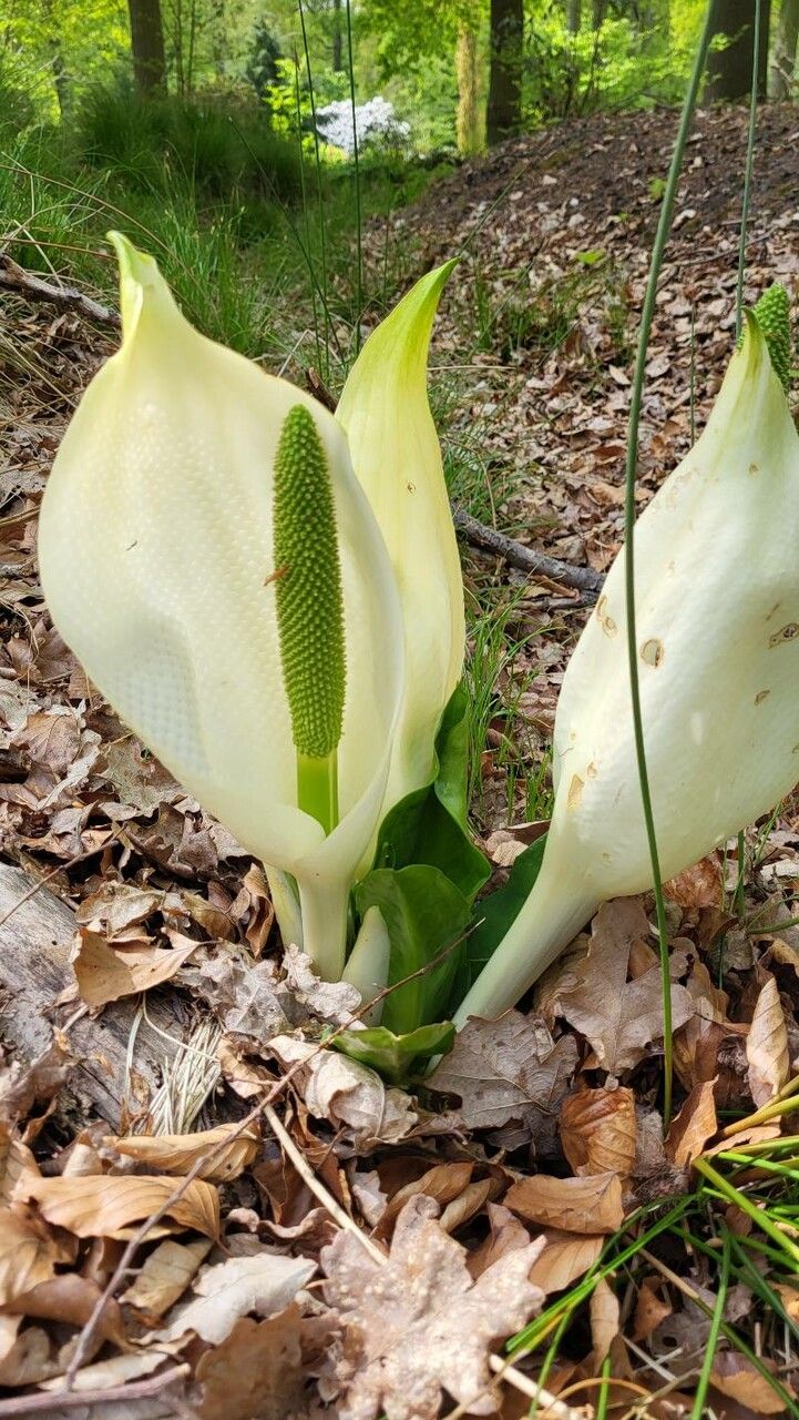 Lysichiton camtschatcensis