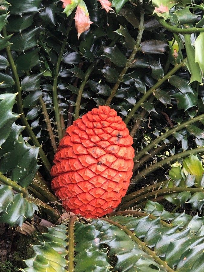 Encephalartos ferox flower