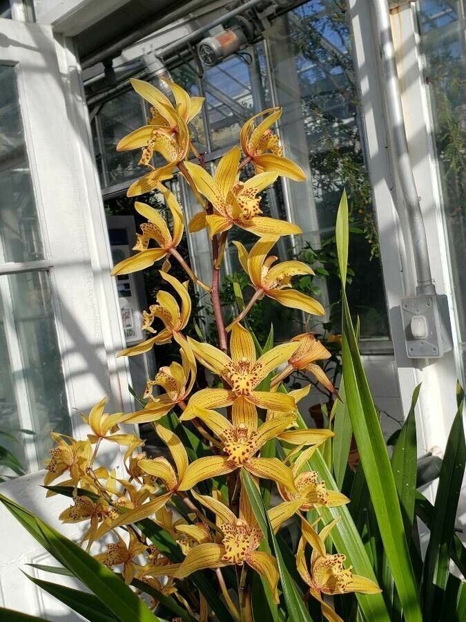 Cymbidium iridioides flower