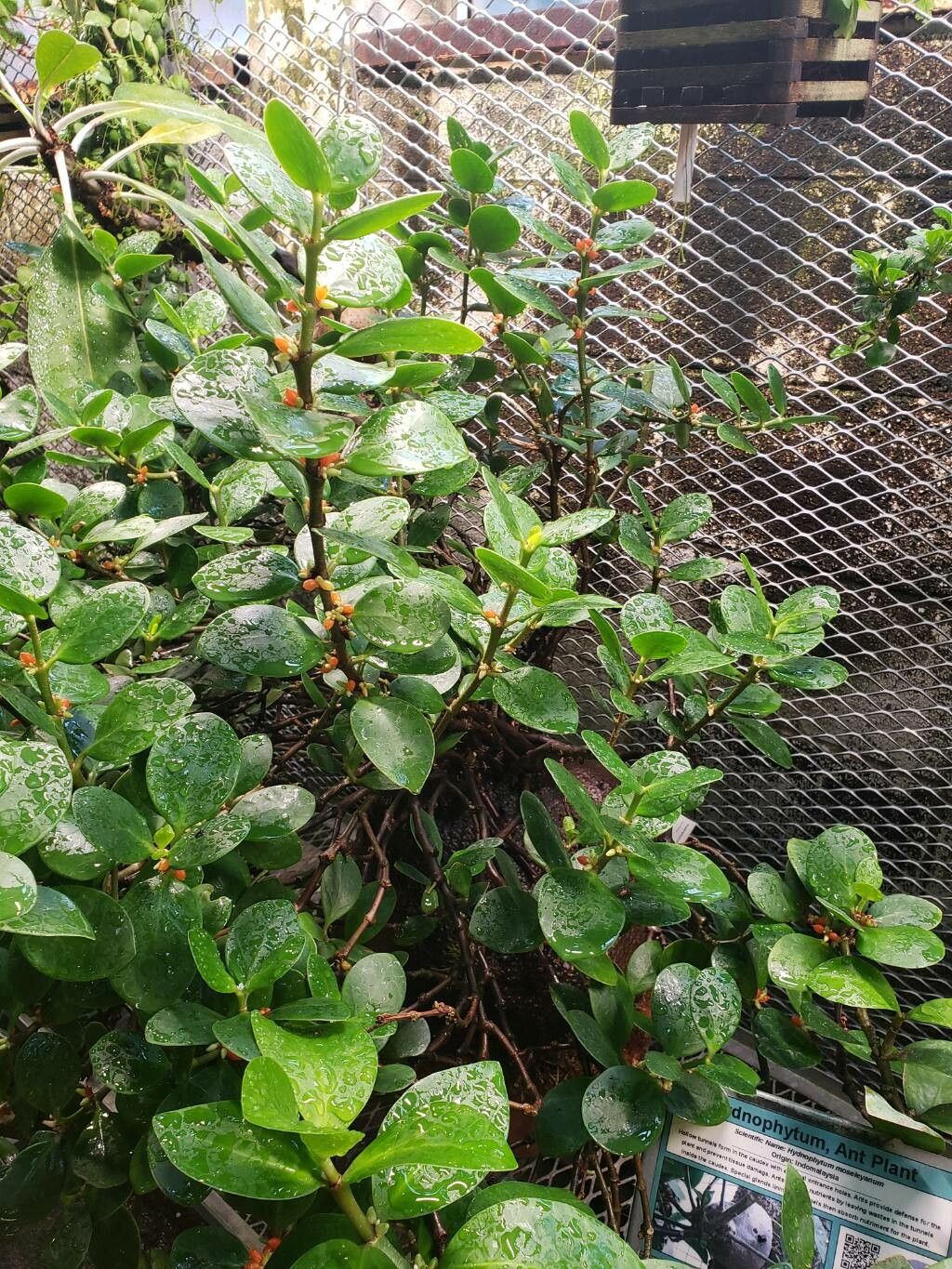 Hydnophytum pauper habit