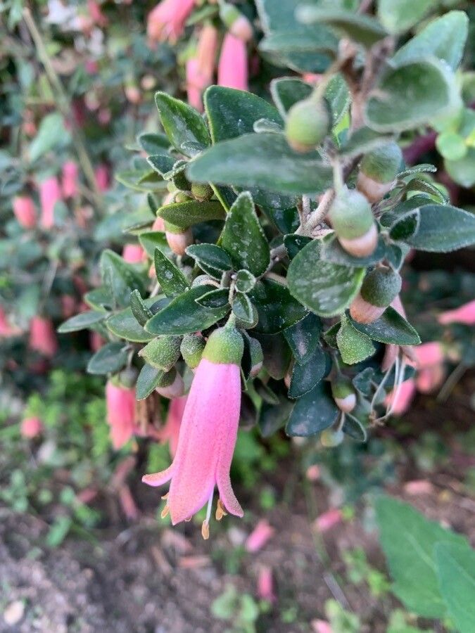 Correa bauerlenii leaf