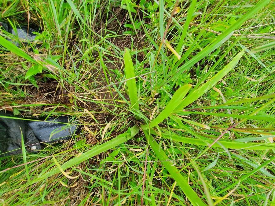 Ornithogalum donaldsoni — houseplant care guide