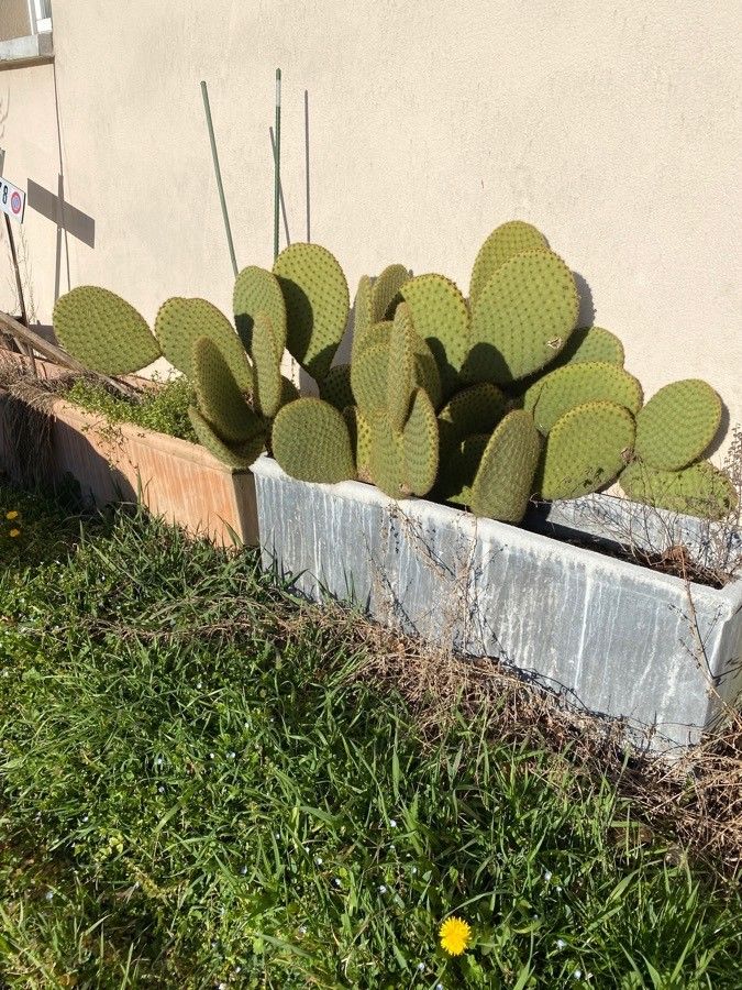Opuntia oricola habit