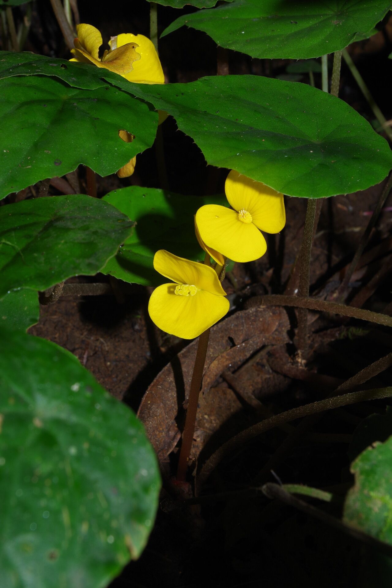 Begonia adpressa — houseplant care guide