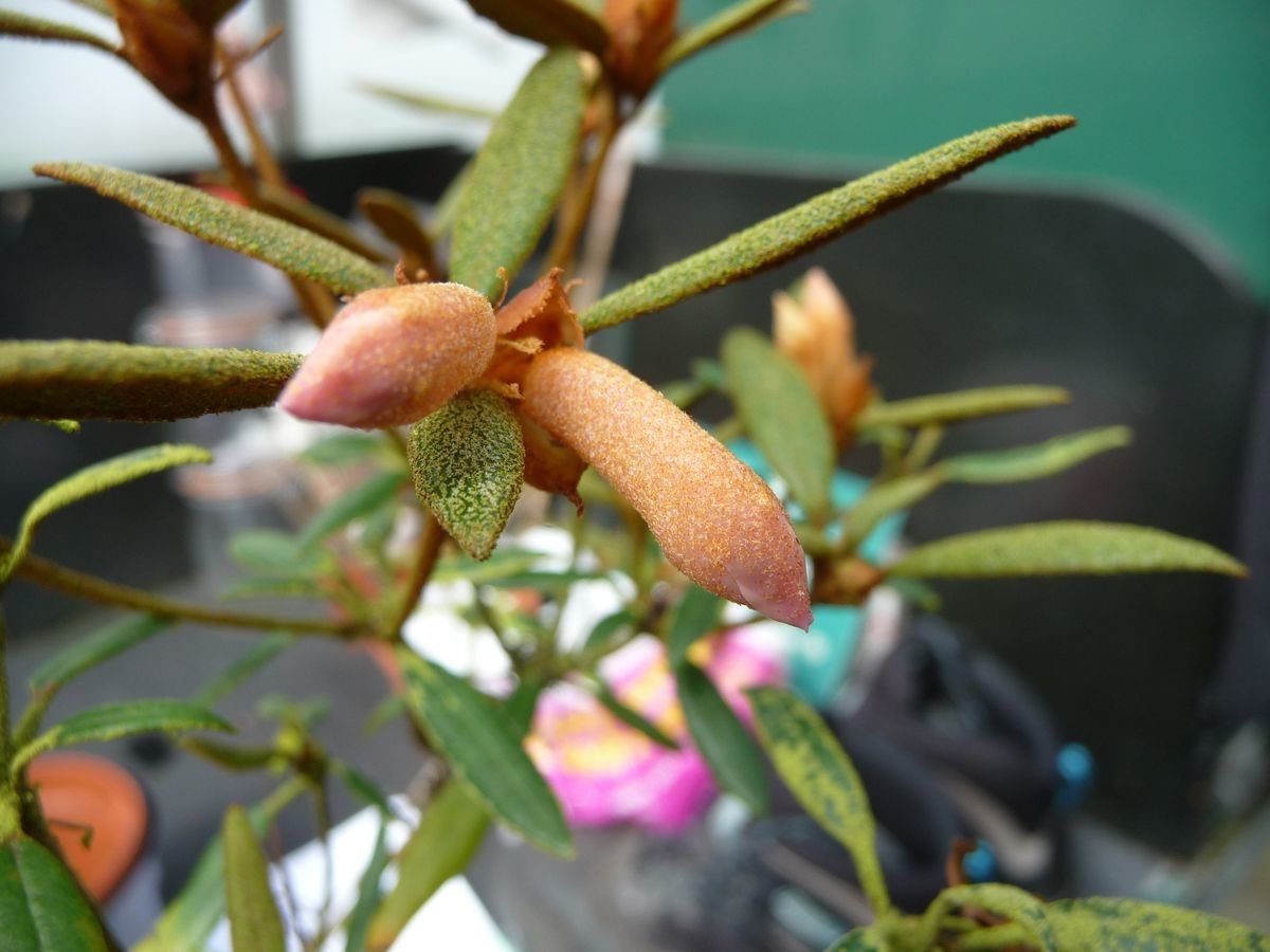 Rhododendron caliginis fruit