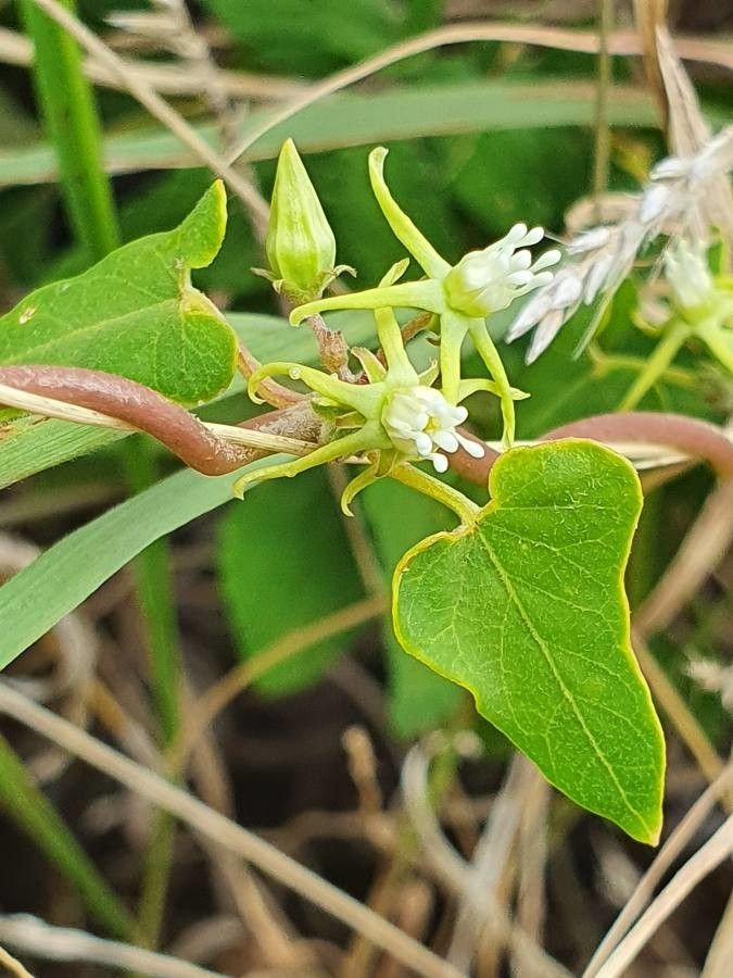 Cynanchum hastifolium leaf