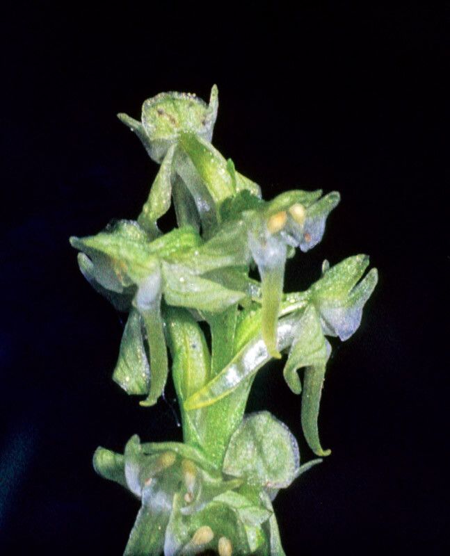 Platanthera obtusata flower