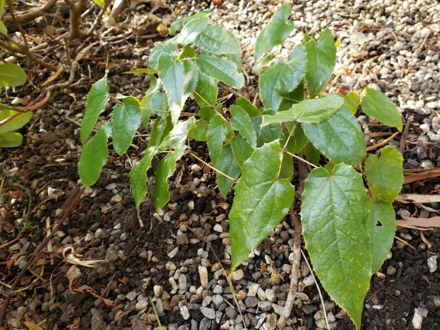 Epimedium pubescens habit