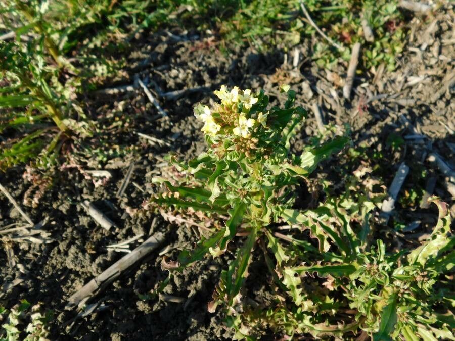 Erysimum repandum leaf