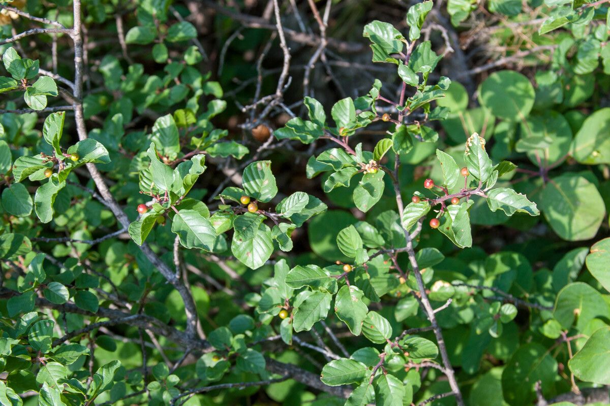 Frangula rupestris fruit