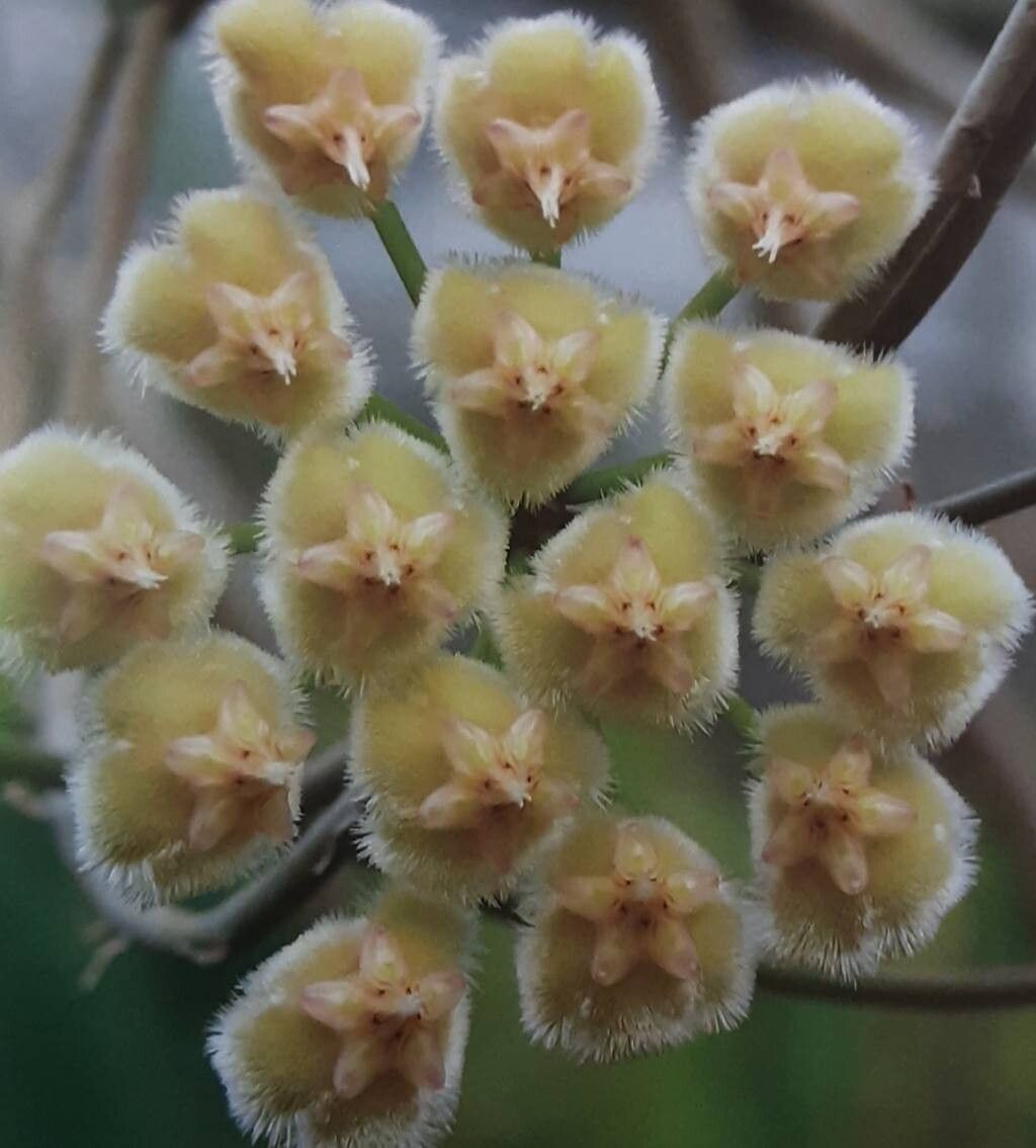 Hoya imbricata flower